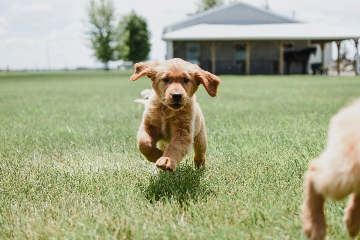 Golden puppy with VeldPaws natural puppy treats