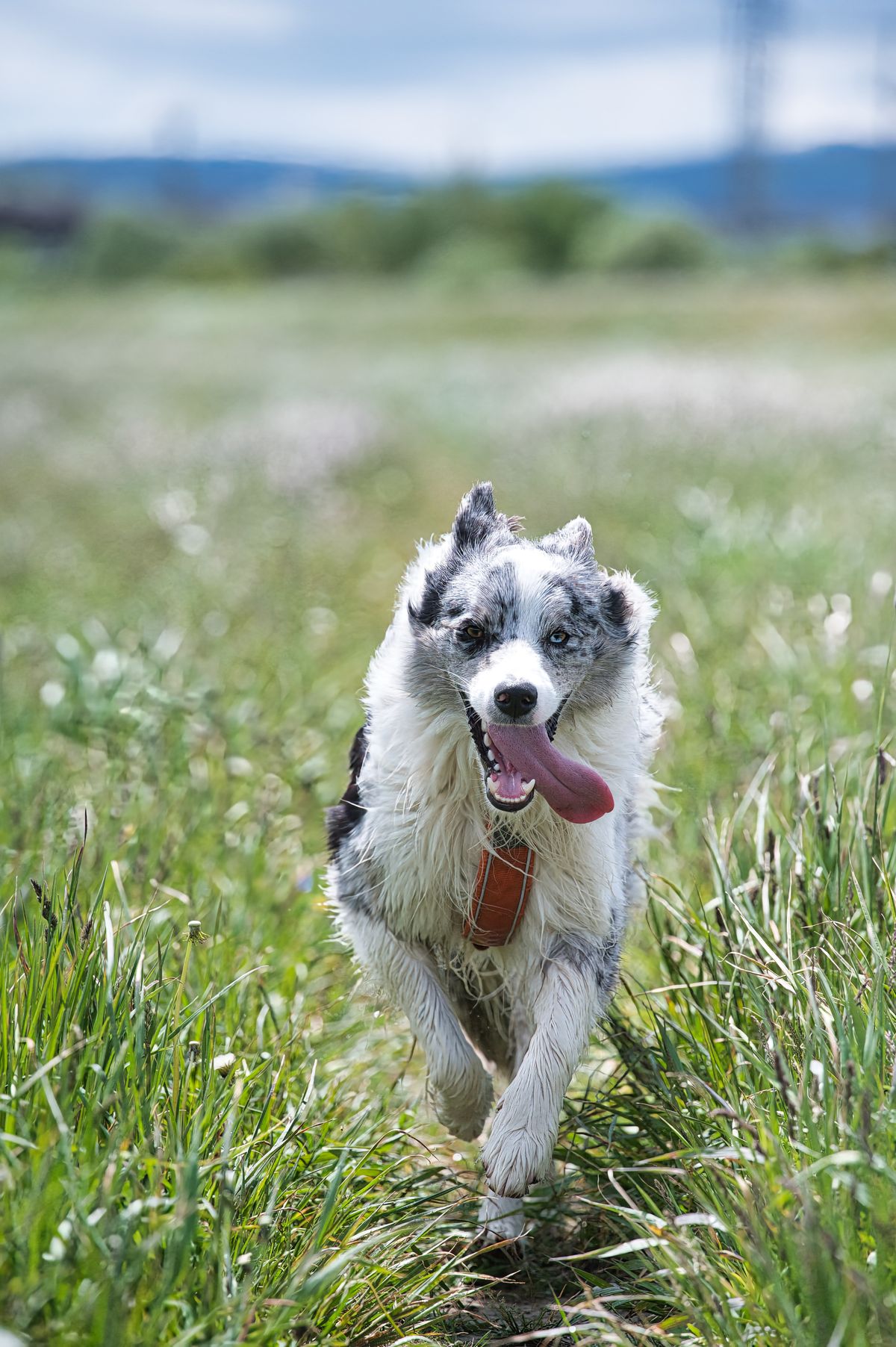 Border collie running outdoors, fuelled by VeldPaws treats